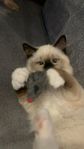 Ragdoll kattungar Ragdoll 