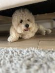 bishon frise 
