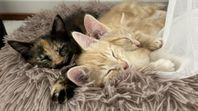 Kattungar Maine Coon, norsk skogskatt och ragdoll