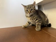 Kattunge 