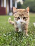Tre charmiga kattungar säljes