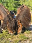 Minishetland 