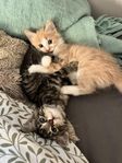 Kattungar