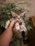 Kattungar 