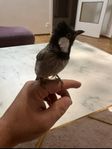 bulbul  fågel 