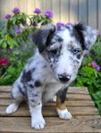 Shetland sheepdog tik