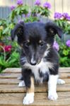 Shetland sheepdog tik