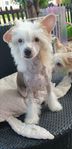 Chinese crested kille..