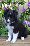 Shetland sheepdog tik