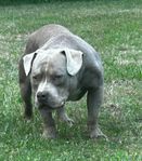 American Bully Pocket Hane 