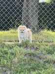 Pomeranian 