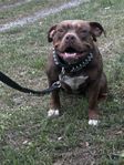 American Bully Tik 