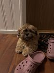 shih tzu valp 