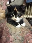 Kattungar