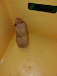 Guldhamster hona 