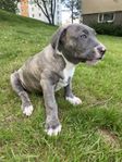 American bully xl valpar ABKC 