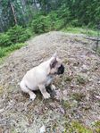 Fodervärd till fransk bulldog tik 