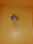 Guldhamster hane 