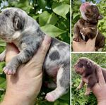 Olde English Bulldog Valpar