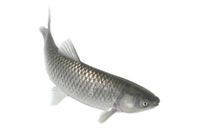 karp & gräskarp 