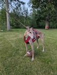 Galgo español, 7 år
