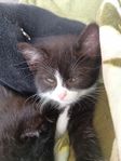 kattunge