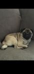 Mops Tik