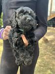 cockerpoo valpar hanar