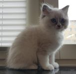 En underbar Ragdoll kattunge med leverans