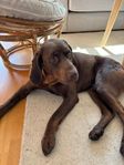 Omplacering - Labrador and hunting dog mix 