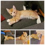 kattunge Röd/gul
