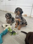 Korhåriga Bernedoodle Mini