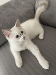 Ragdoll kattunge