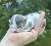 Brittisk korthår/långhårs kattungar