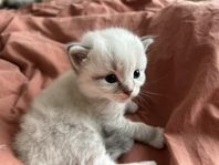 Rahdoll ungar (blå tabby och colorpoint)