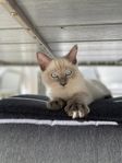 Ragdoll kattunge 16.v med tillbehör!