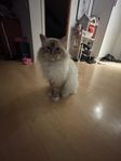 Ragdoll 