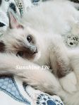 Ragdoll kattungar