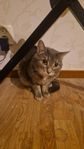 Kattpar