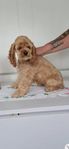 Amerikansk cockerspaniel SKK reg