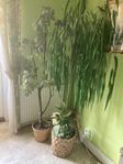 Dekorations Blommor