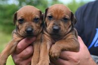 Pinscher valp 