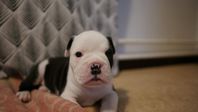 English Bulldog / Olde English Bulldogge Valp "Snövit"