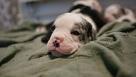 English Bulldog / Olde English Bulldogge Valp "Bullen"