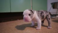 English Bulldog / Olde English Bulldogge Valp "Sottan"