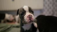 English Bulldog / Olde English Bulldogge Valp "Lillen"