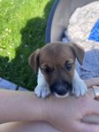 leveransklar tikvalp skk jack russell terrier