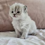 kattunge leveransklar 1/9