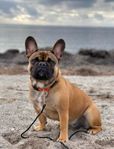Fransk bulldog