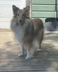 Shetland sheepdog tik 3 år (SKK)